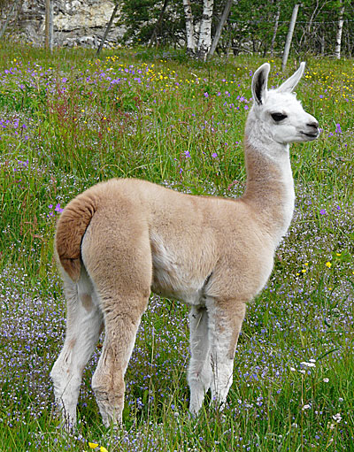 Skjolden Llamas